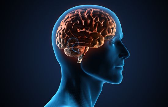 Curiosidades del Cerebro Humano: ¡Descubre las Maravillas del Órgano Más Complejo del Cuerpo!