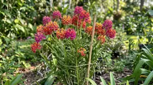 Epidendrum: a orquídea de floração quase contínua, guia de cultivo