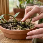 Bulbophyllum: o maior gênero de orquídea, diversidade e cuidado