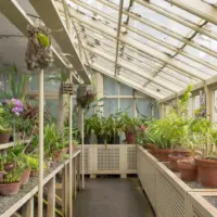 Orquídeas em cultivo, com folhagem em diferentes estágios de crescimento