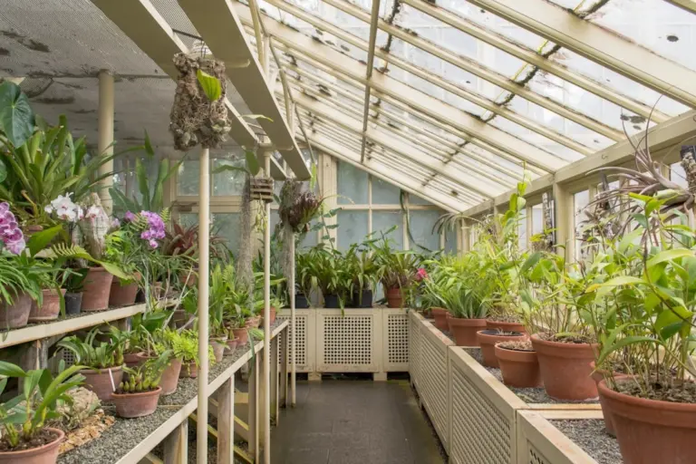 Orquídeas em cultivo, com folhagem em diferentes estágios de crescimento