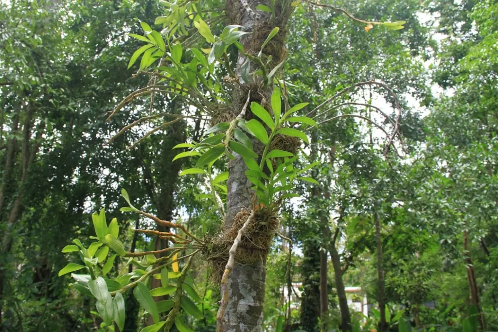 Planta epífita fixada no tronco de uma árvore, com a raiz agarrada à casca