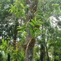Planta epífita fixada no tronco de uma árvore, com a raiz agarrada à casca