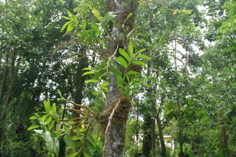 Planta epífita fixada no tronco de uma árvore, com a raiz agarrada à casca