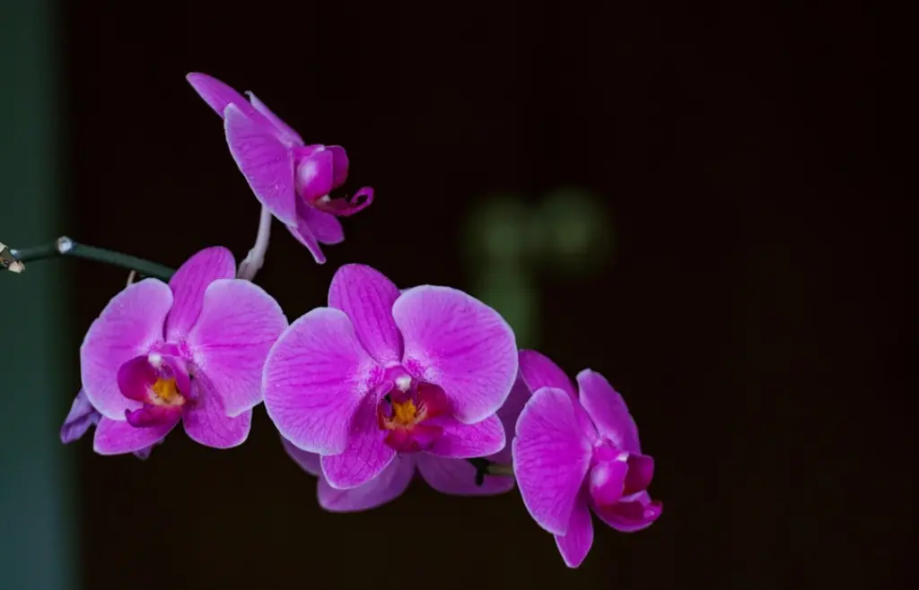 Folhas e base de uma orquídea vistas de perto, mostrando o pseudobulbo