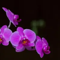 Folhas e base de uma orquídea vistas de perto, mostrando o pseudobulbo