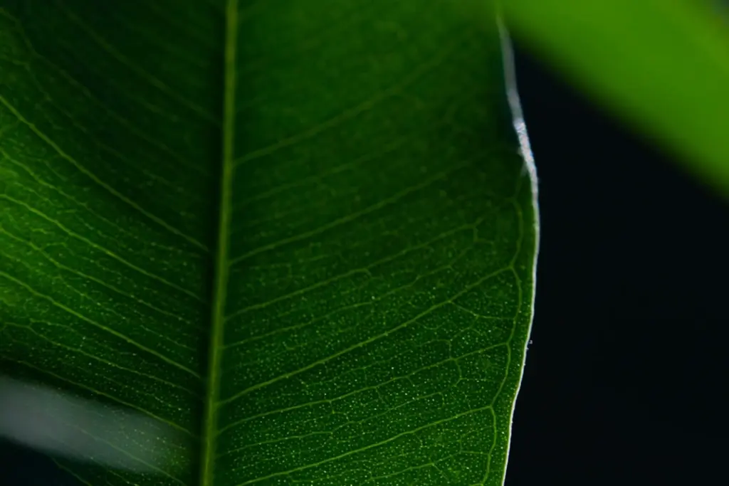 Folha de orquídea observada de perto, o primeiro passo do diagnóstico
