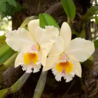 Flor de orquídea do grupo da Cattleya, de labelo amplo e cor saturada