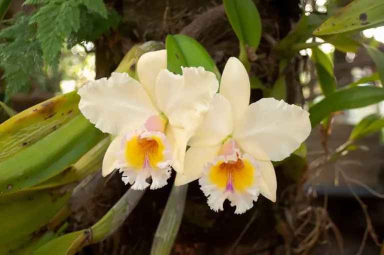 Flor de orquídea do grupo da Cattleya, de labelo amplo e cor saturada