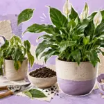 Truque caseiro para reviver plantas